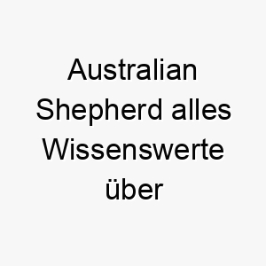 australian shepherd alles wissenswerte ueber diese hunderasse 28563