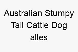 australian stumpy tail cattle dog alles wissenswerte ueber diese hunderasse 28565