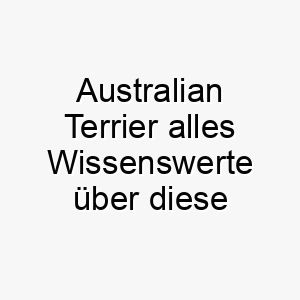 australian terrier alles wissenswerte ueber diese hunderasse 28566