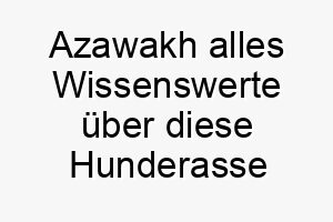 azawakh alles wissenswerte ueber diese hunderasse 28567