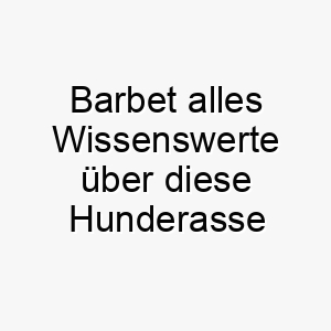 barbet alles wissenswerte ueber diese hunderasse 28568