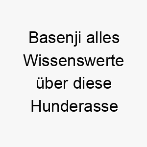 basenji alles wissenswerte ueber diese hunderasse 28569