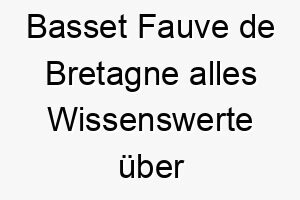 basset fauve de bretagne alles wissenswerte ueber diese hunderasse 28570