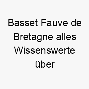 basset fauve de bretagne alles wissenswerte ueber diese hunderasse 28570