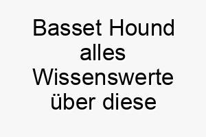 basset hound alles wissenswerte ueber diese hunderasse 28571