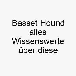 basset hound alles wissenswerte ueber diese hunderasse 28571