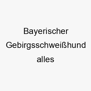 bayerischer gebirgsschweisshund alles wissenswerte ueber diese hunderasse 28572