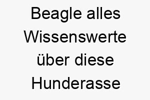 beagle alles wissenswerte ueber diese hunderasse 28573