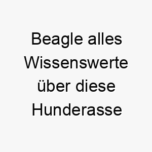 beagle alles wissenswerte ueber diese hunderasse 28573