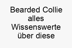 bearded collie alles wissenswerte ueber diese hunderasse 28574