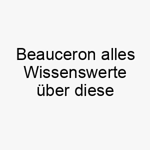 beauceron alles wissenswerte ueber diese hunderasse 28575