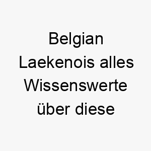 belgian laekenois alles wissenswerte ueber diese hunderasse 28577