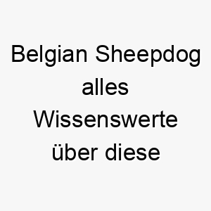 belgian sheepdog alles wissenswerte ueber diese hunderasse 28579