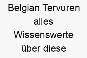 belgian tervuren alles wissenswerte ueber diese hunderasse 28580