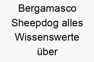 bergamasco sheepdog alles wissenswerte ueber diese hunderasse 28582