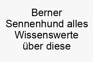 berner sennenhund alles wissenswerte ueber diese hunderasse 28585