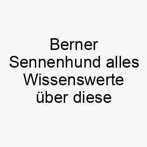 berner sennenhund alles wissenswerte ueber diese hunderasse 28585