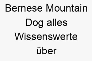 bernese mountain dog alles wissenswerte ueber diese hunderasse 28586