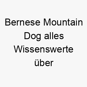 bernese mountain dog alles wissenswerte ueber diese hunderasse 28586