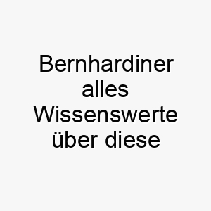 bernhardiner alles wissenswerte ueber diese hunderasse 28587