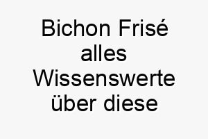 bichon frise alles wissenswerte ueber diese hunderasse 28590