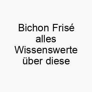 bichon frise alles wissenswerte ueber diese hunderasse 28590