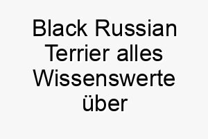 black russian terrier alles wissenswerte ueber diese hunderasse 28594