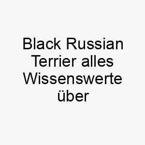 black russian terrier alles wissenswerte ueber diese hunderasse 28594