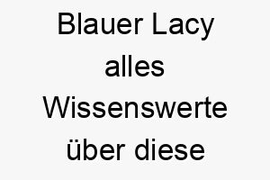 blauer lacy alles wissenswerte ueber diese hunderasse 28595