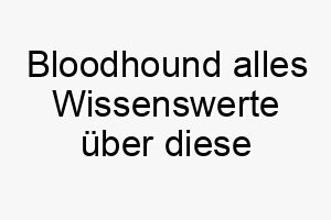 bloodhound alles wissenswerte ueber diese hunderasse 28596