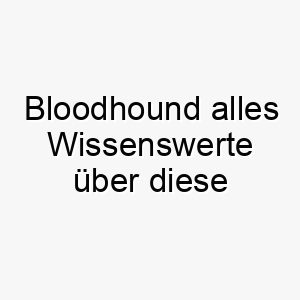 bloodhound alles wissenswerte ueber diese hunderasse 28596