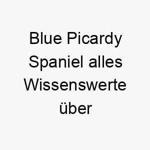 blue picardy spaniel alles wissenswerte ueber diese hunderasse 28597