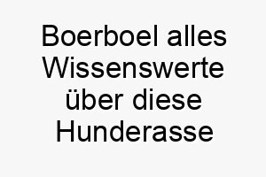 boerboel alles wissenswerte ueber diese hunderasse 28599