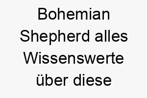 bohemian shepherd alles wissenswerte ueber diese hunderasse 28600