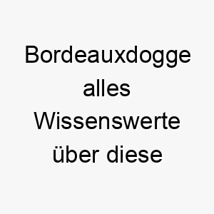 bordeauxdogge alles wissenswerte ueber diese hunderasse 28603