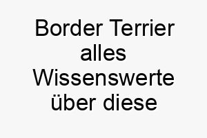 border terrier alles wissenswerte ueber diese hunderasse 2 28605