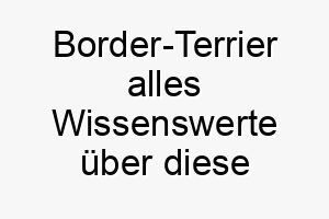 border terrier alles wissenswerte ueber diese hunderasse 28606