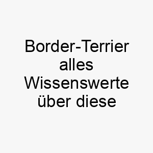 border terrier alles wissenswerte ueber diese hunderasse 28606