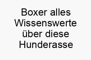 boxer alles wissenswerte ueber diese hunderasse 28610