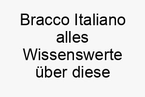 bracco italiano alles wissenswerte ueber diese hunderasse 28612