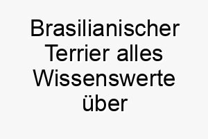 brasilianischer terrier alles wissenswerte ueber diese hunderasse 28613