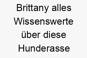 brittany alles wissenswerte ueber diese hunderasse 28616