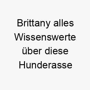 brittany alles wissenswerte ueber diese hunderasse 28616