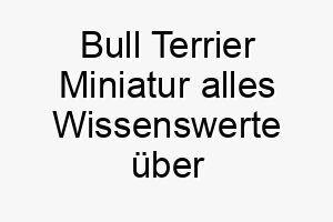 bull terrier miniatur alles wissenswerte ueber diese hunderasse 28622