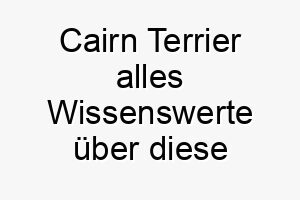 cairn terrier alles wissenswerte ueber diese hunderasse 2 28625