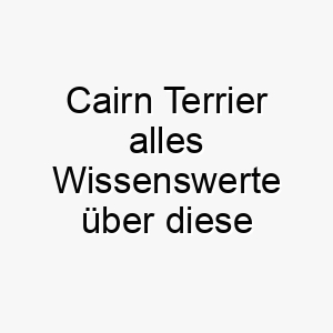 cairn terrier alles wissenswerte ueber diese hunderasse 2 28625