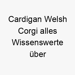 cardigan welsh corgi alles wissenswerte ueber diese hunderasse 28629