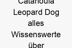 catahoula leopard dog alles wissenswerte ueber diese hunderasse 28630