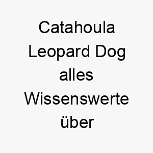 catahoula leopard dog alles wissenswerte ueber diese hunderasse 28630