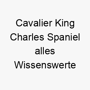 cavalier king charles spaniel alles wissenswerte ueber diese hunderasse 2 28631